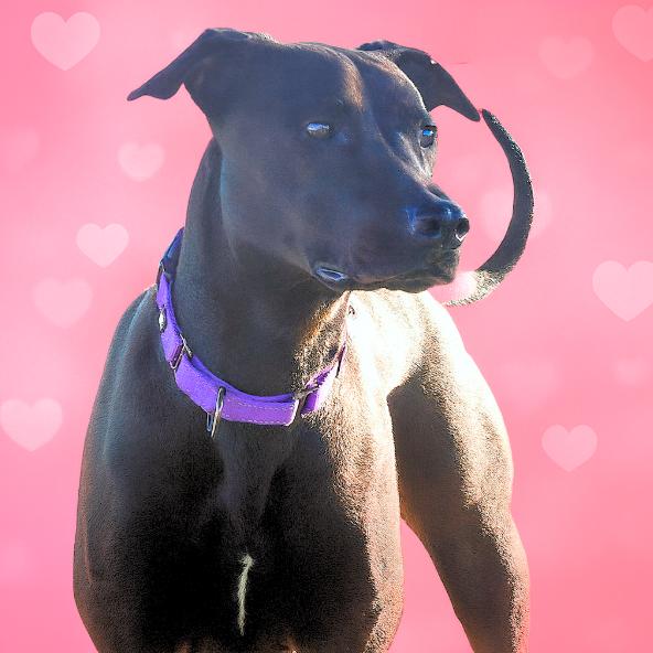 Enlarge Bella, a Adoptable Mixed Breed in Idaho Falls, ID image 5/6