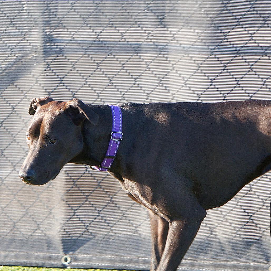 Enlarge Bella, a Adoptable Mixed Breed in Idaho Falls, ID image 6/6