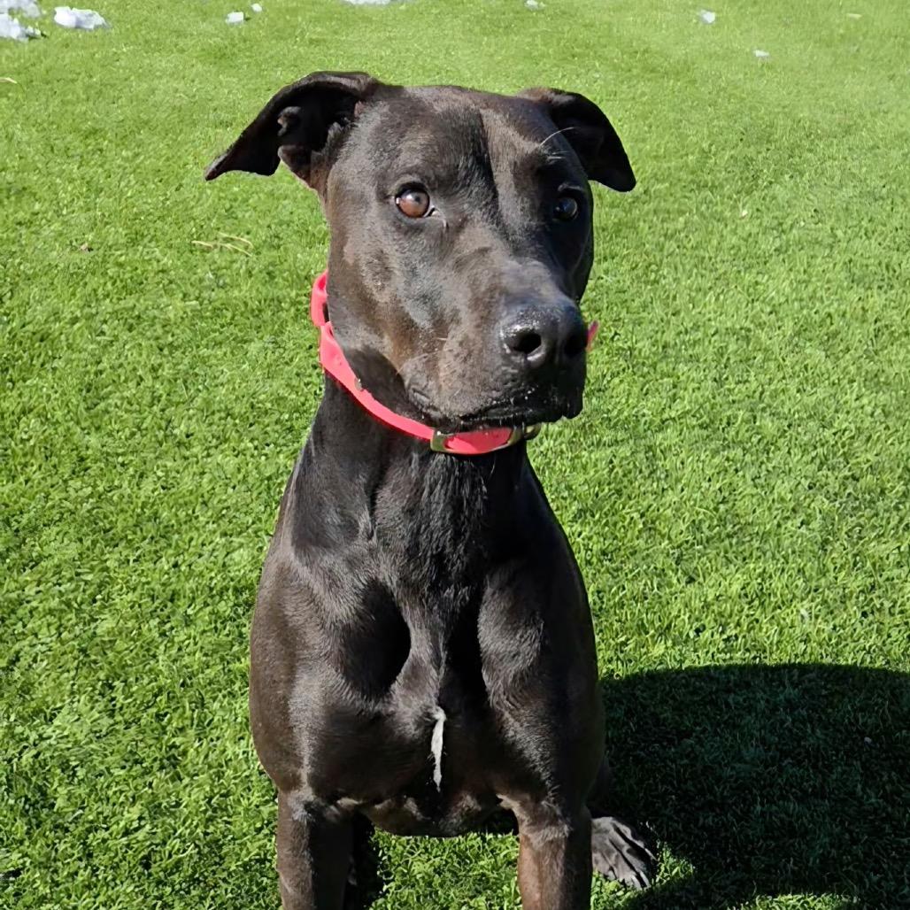 Bella — thumbnail 6