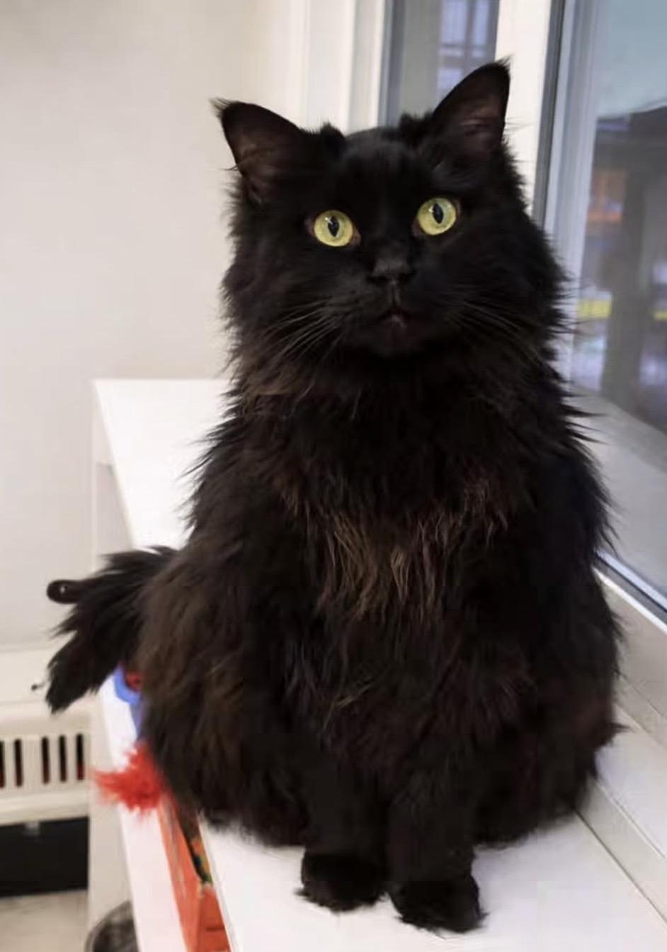Meemaw, adoptable, Senior Female Domestic Long Hair & Ragdoll.
