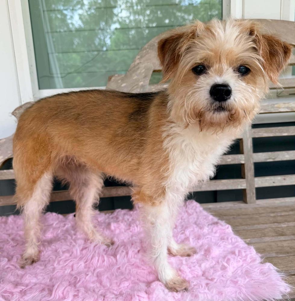 Rio, Adoptable, Senior Female Terrier.