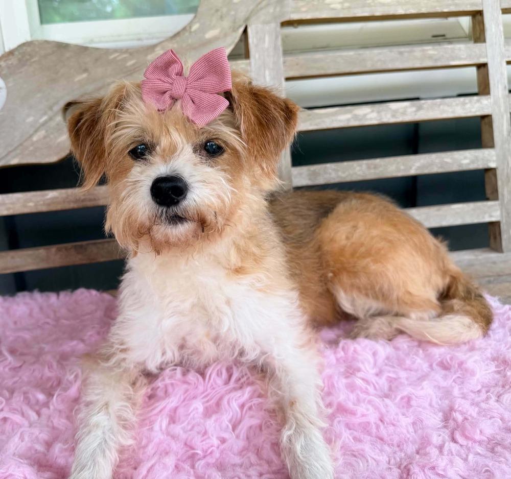 Rio, a Adoptable mixed breed in New York, NY image 2/4