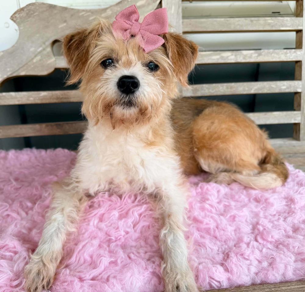 Rio, a Adoptable mixed breed in New York, NY image 3/4