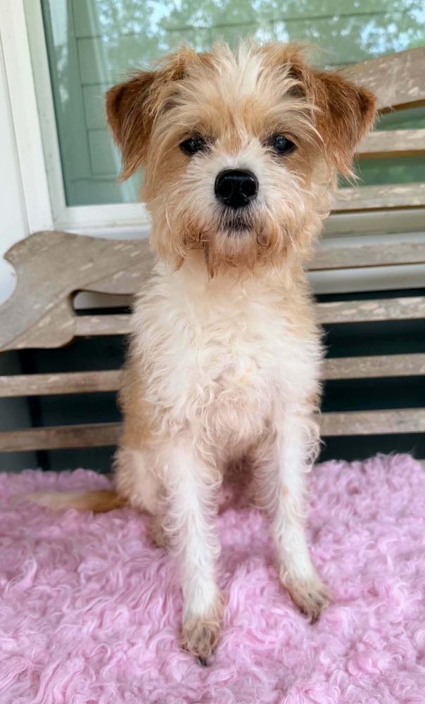 Rio, a Adoptable mixed breed in New York, NY image 4/4