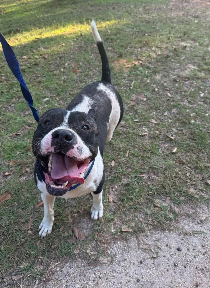 Tonka, a Adoptable American Bulldog in Troy, AL image 3/4