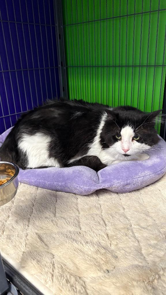 Cirilo, Adoptable, Adult Male Domestic Medium Hair.