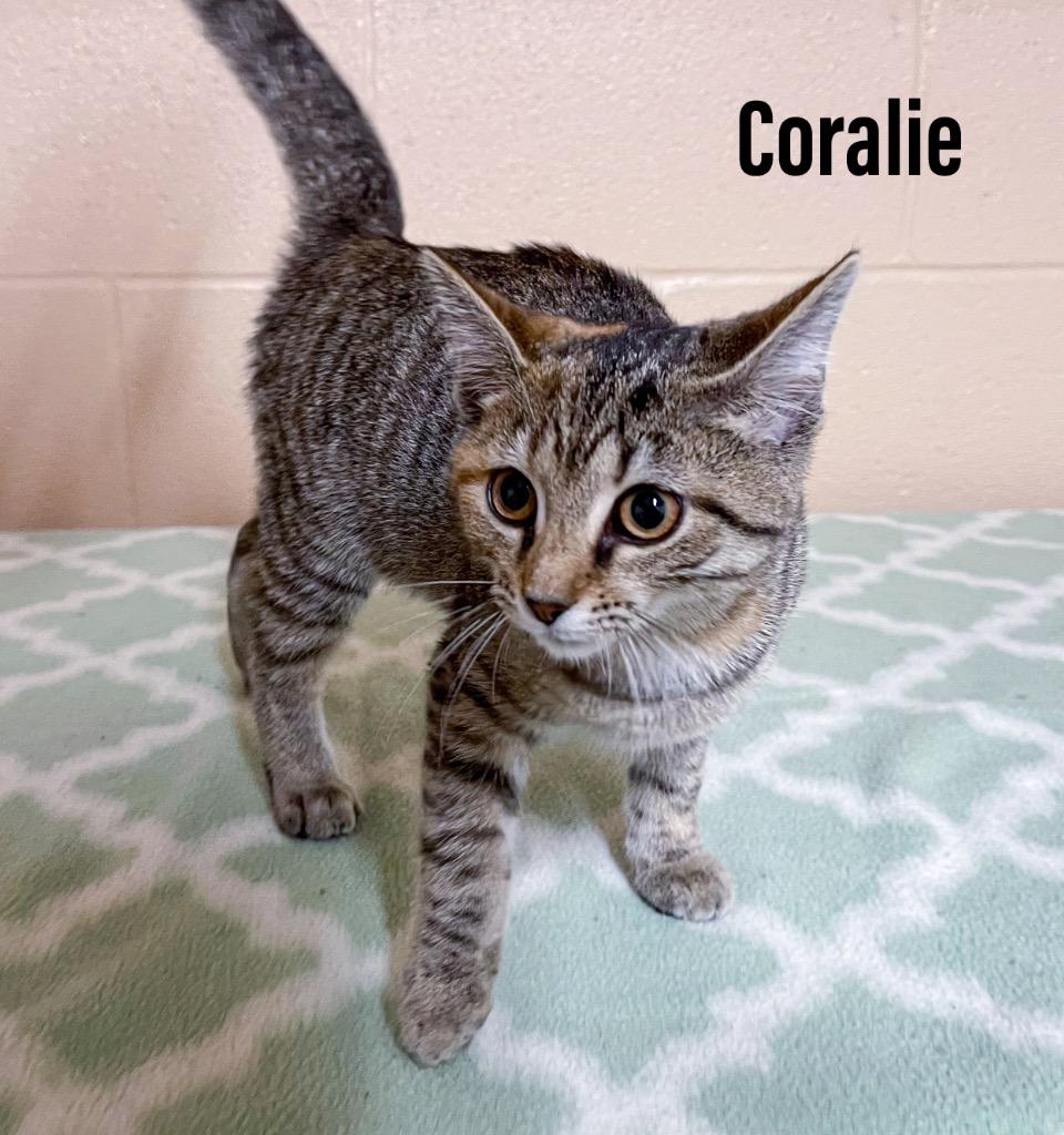Enlarge Coralie, a Adoptable mixed breed in Clearfield, KY image 1/1