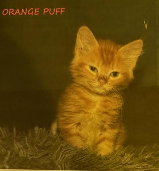 Orange Puff, Adoptable, Kitten Female Domestic Short Hair.