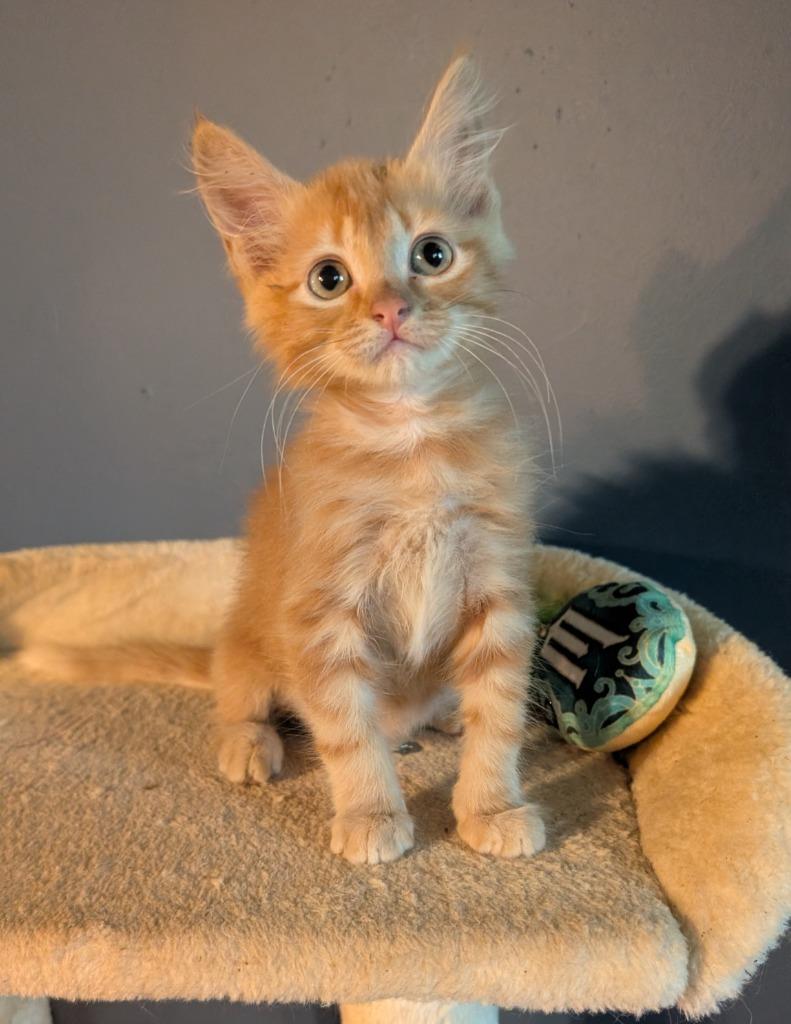 Orange Puff, a Adoptable mixed breed in Fort Oglethorpe, GA image 2/3
