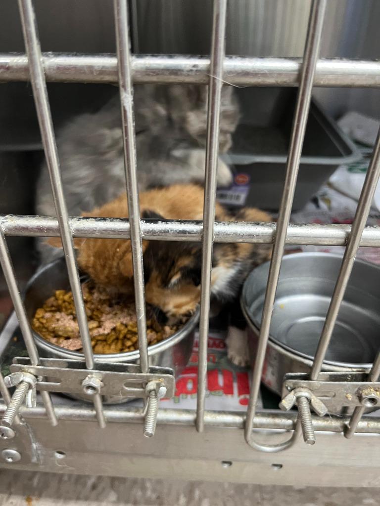 Orange Puff, a Adoptable mixed breed in Fort Oglethorpe, GA image 3/3