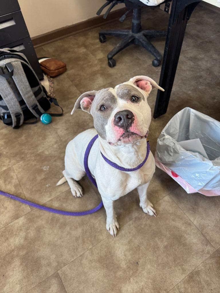 Moony, Adoptable, Adult Female Mixed Breed.