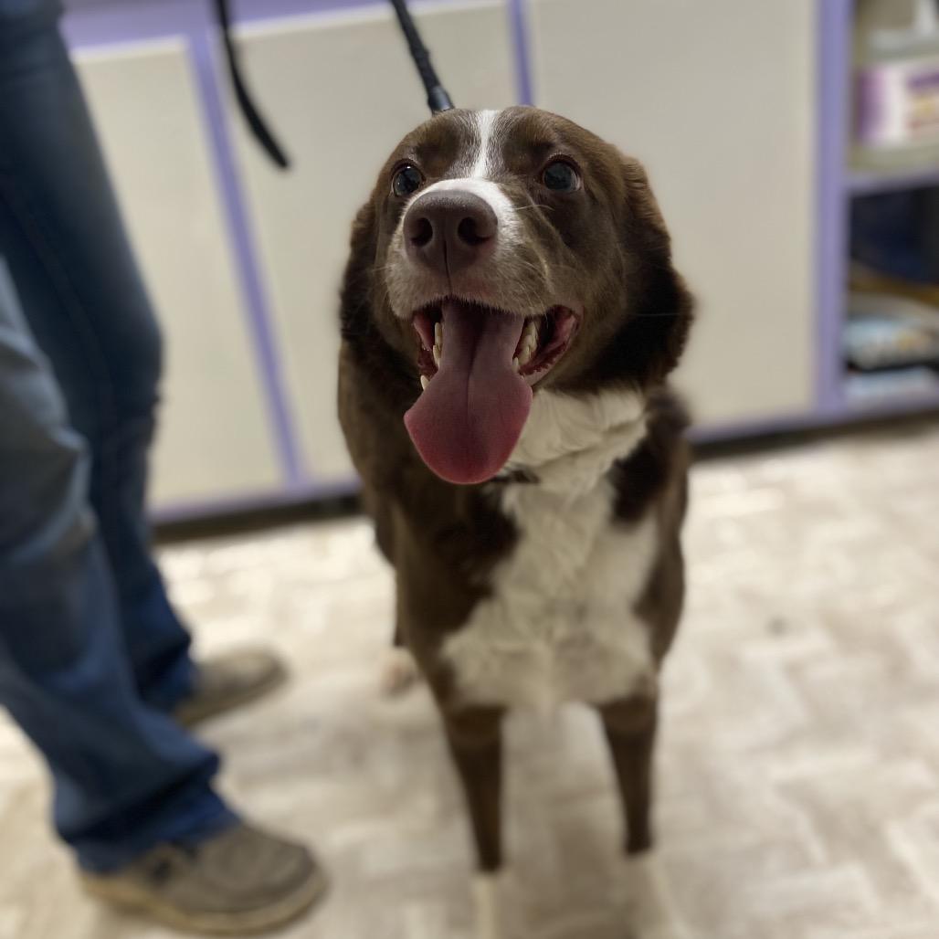 Enlarge Honey, a Adoptable mixed breed in Mount Shasta, CA image 1/3