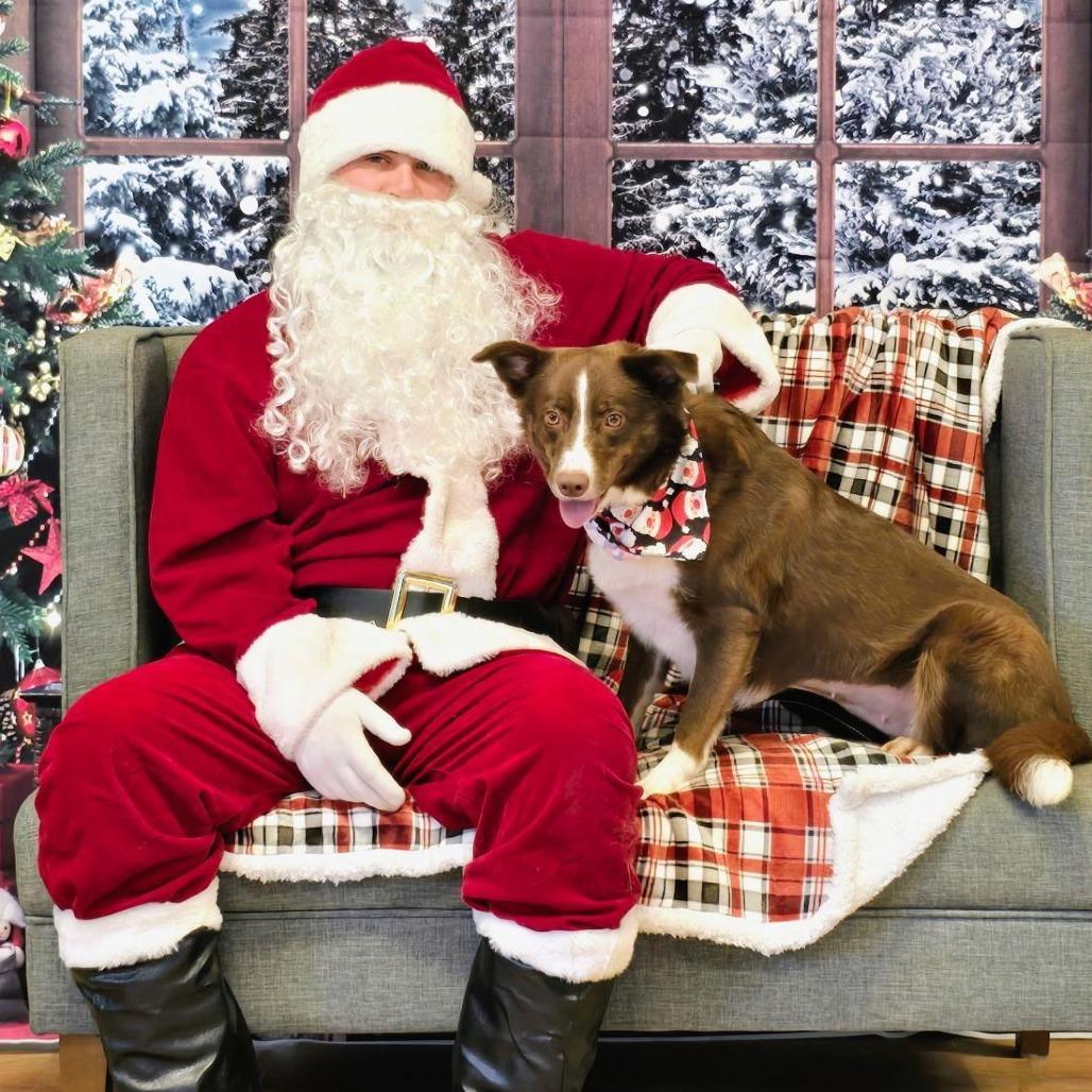 Enlarge Honey, a Adoptable mixed breed in Mount Shasta, CA image 2/3