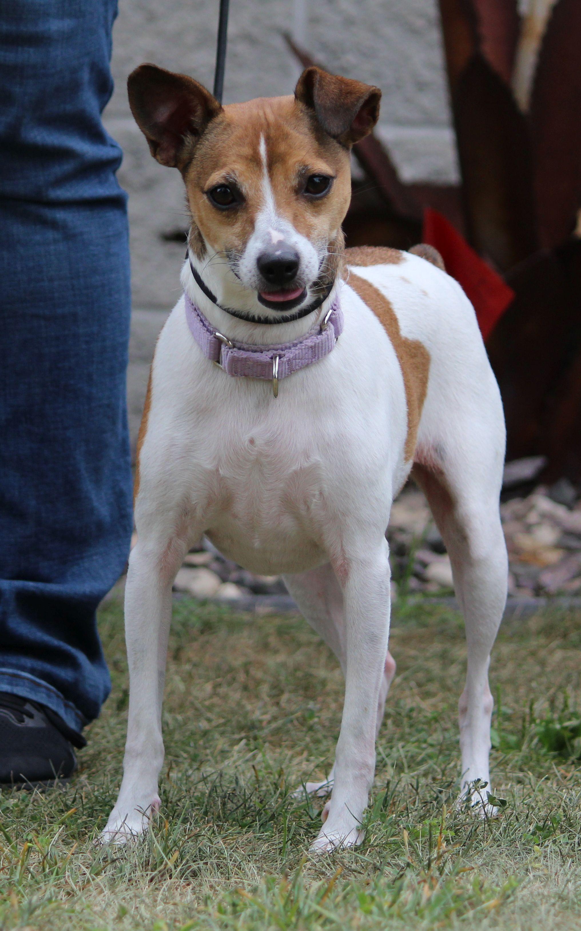 Enlarge Ruby, a ADOPTABLE mixed breed in Portage, WI image 2/5