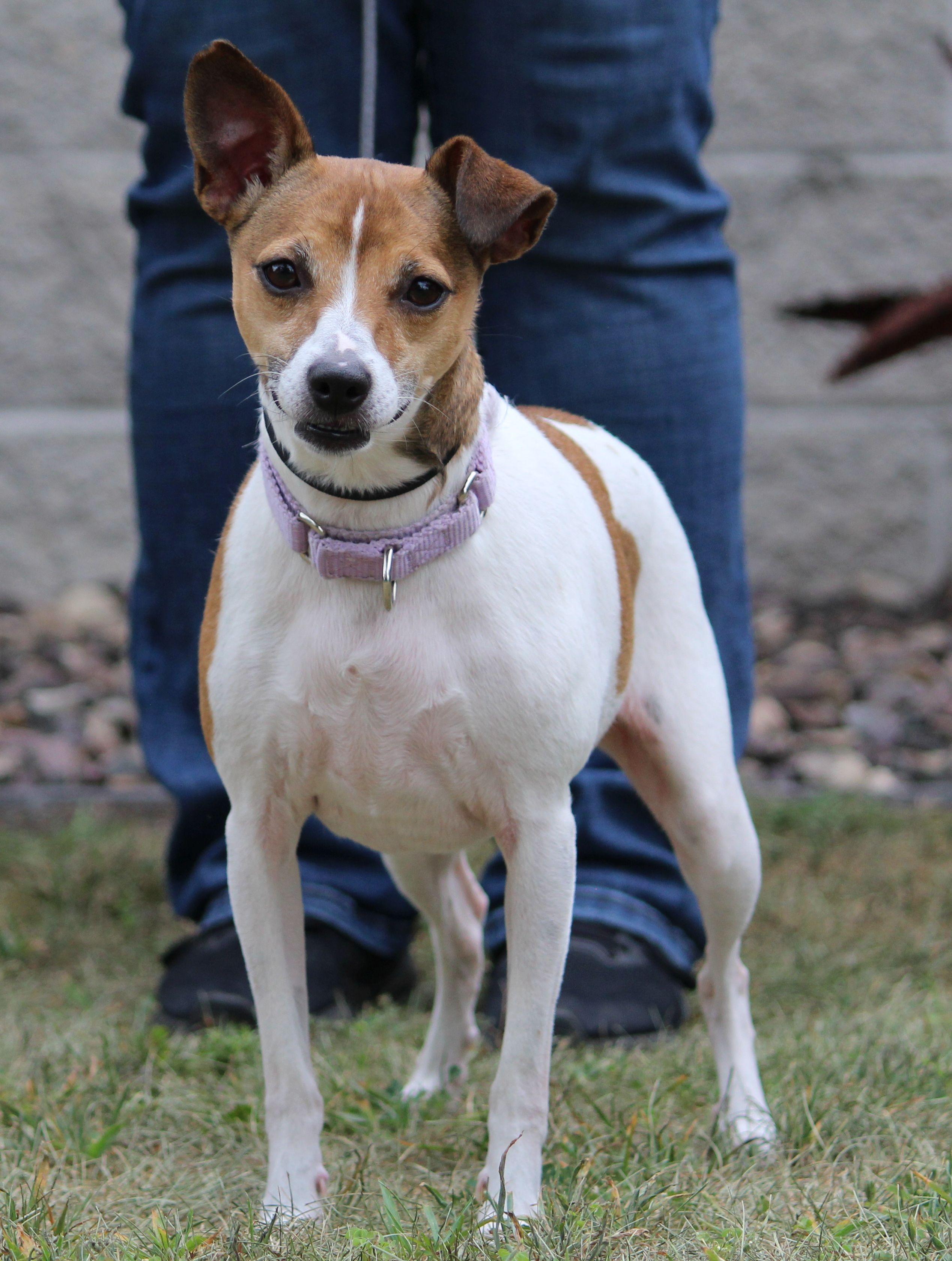 Enlarge Ruby, a ADOPTABLE mixed breed in Portage, WI image 3/5