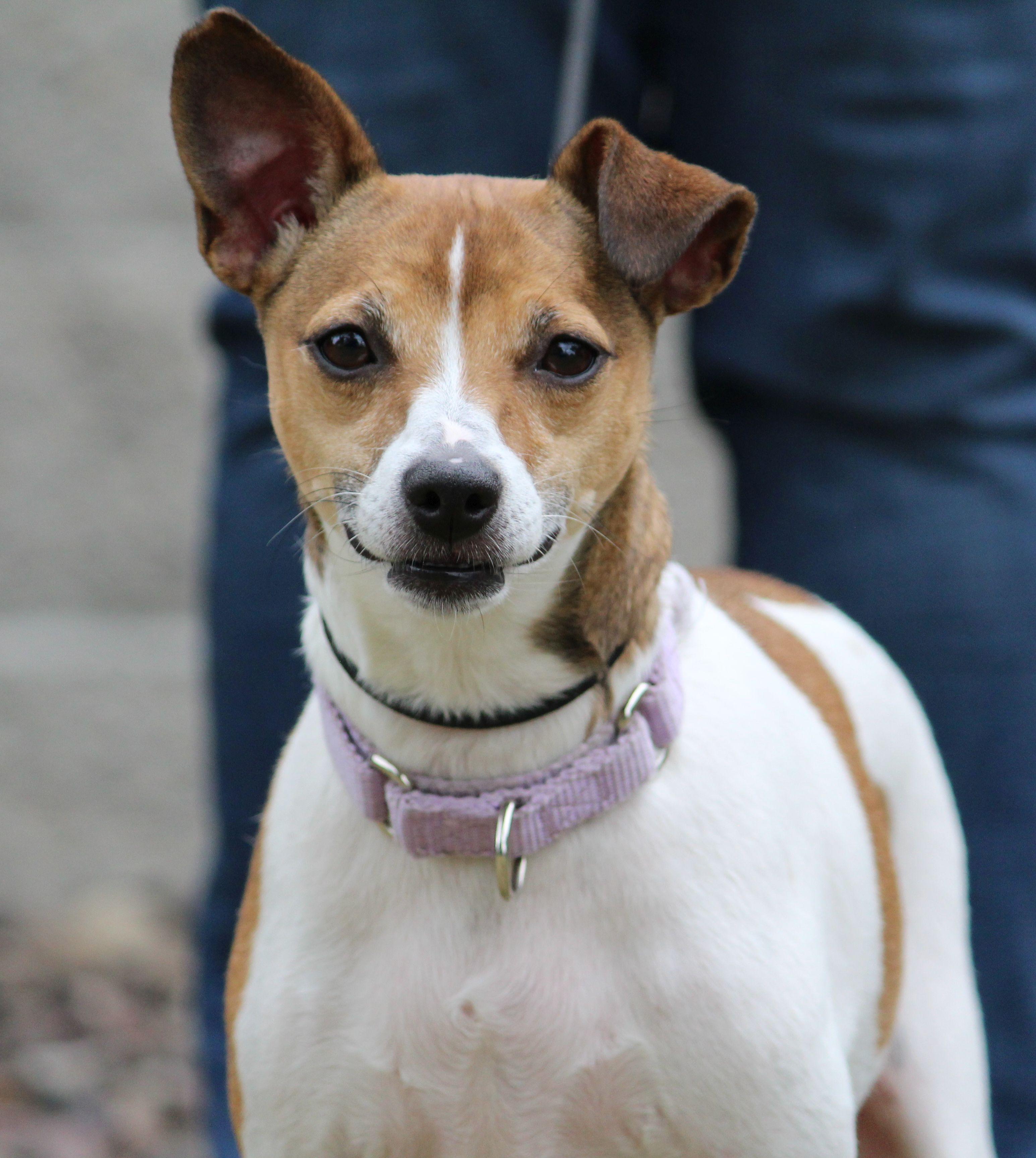 Enlarge Ruby, a ADOPTABLE mixed breed in Portage, WI image 4/5