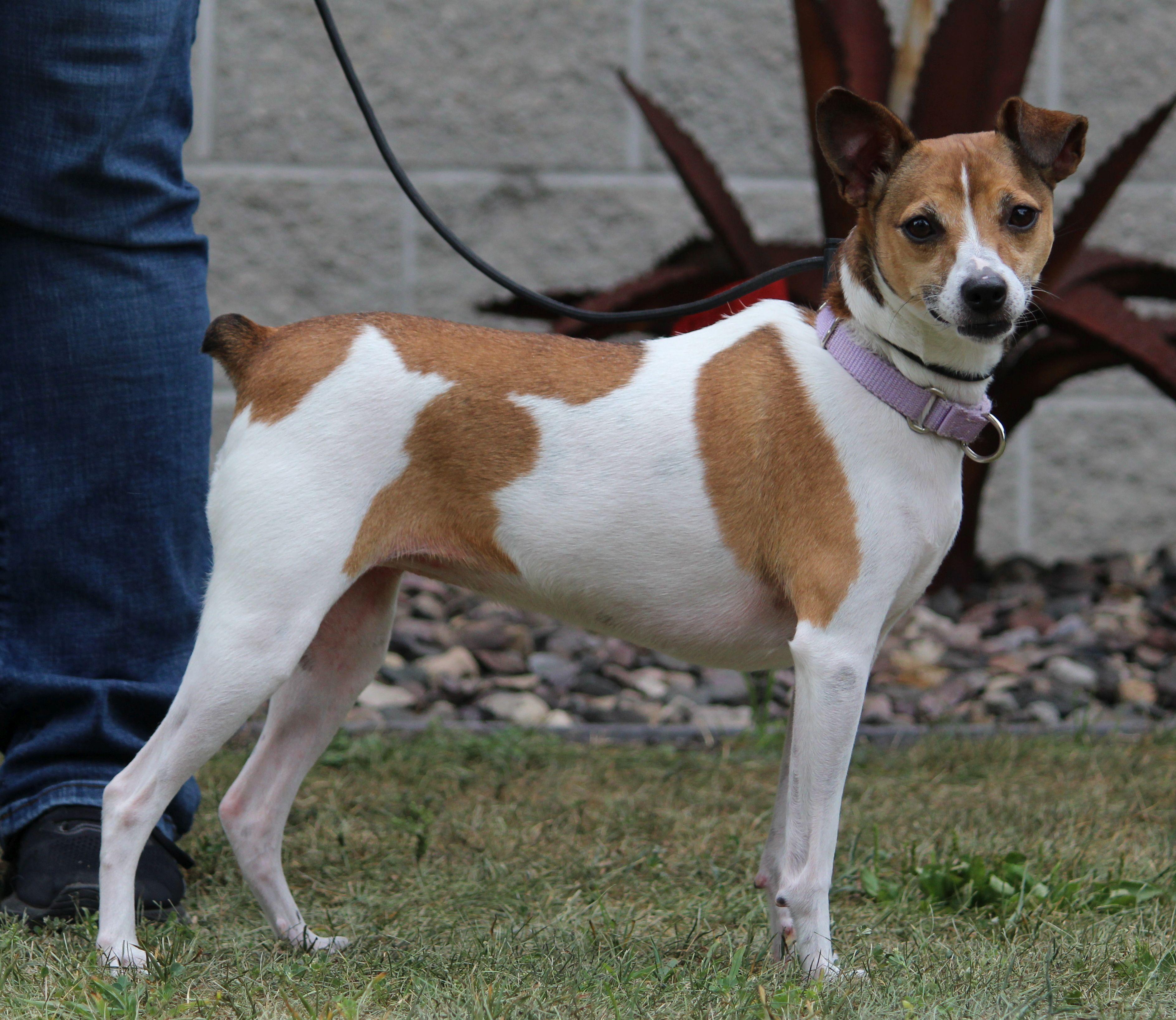 Ruby, ADOPTABLE, Adult Female Jack Russell Terrier & Rat Terrier.