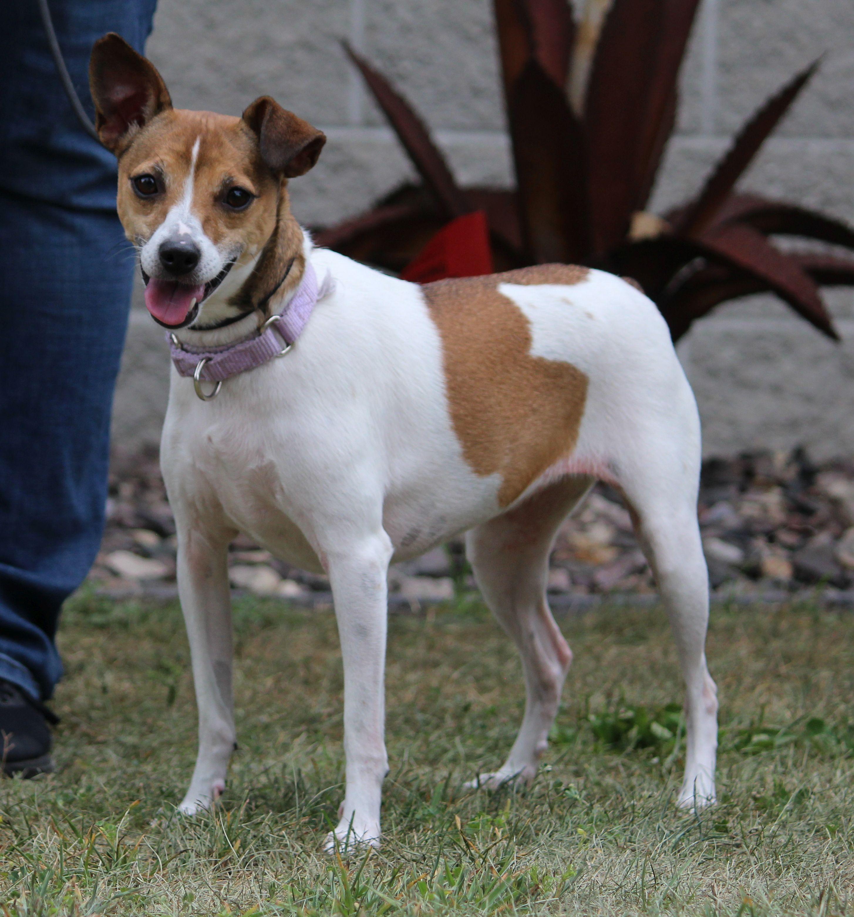 Enlarge Ruby, a ADOPTABLE mixed breed in Portage, WI image 5/5
