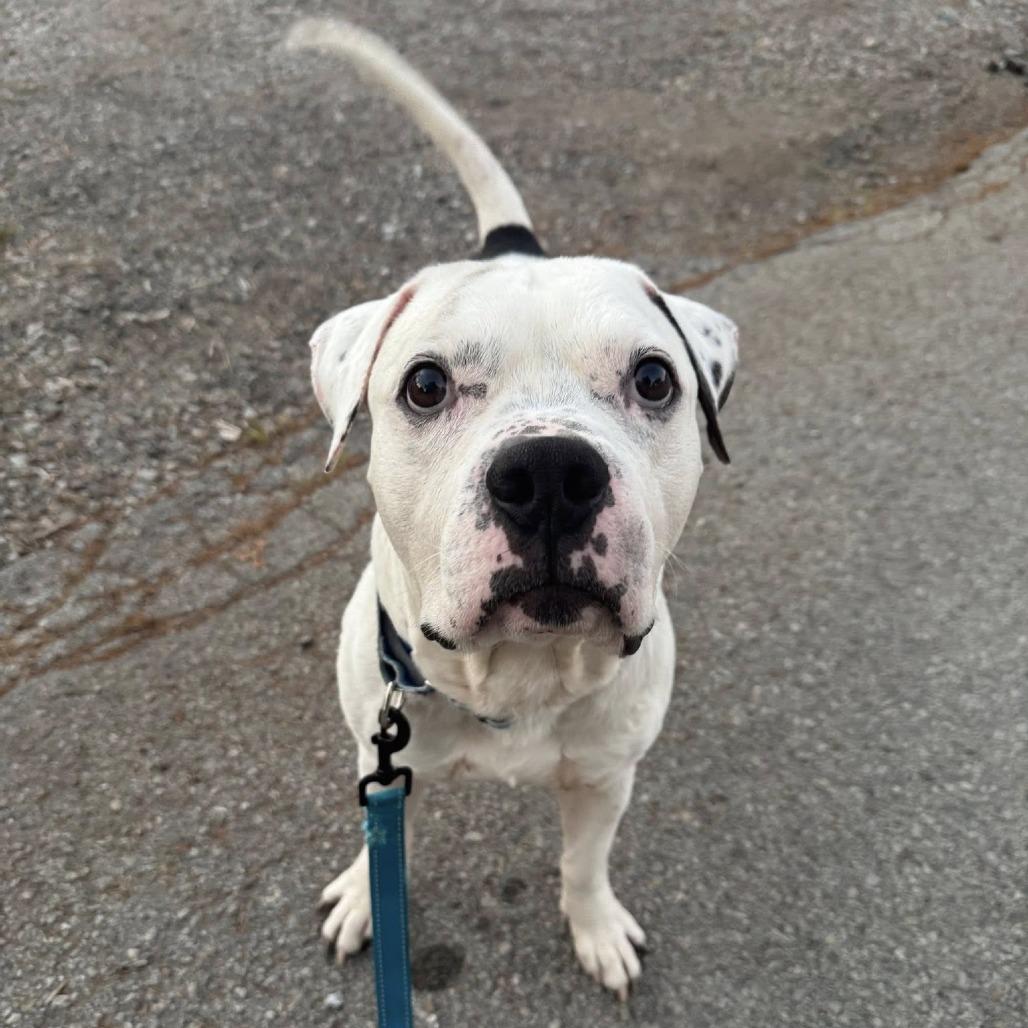 James, Adoptable, Adult Male American Staffordshire Terrier.