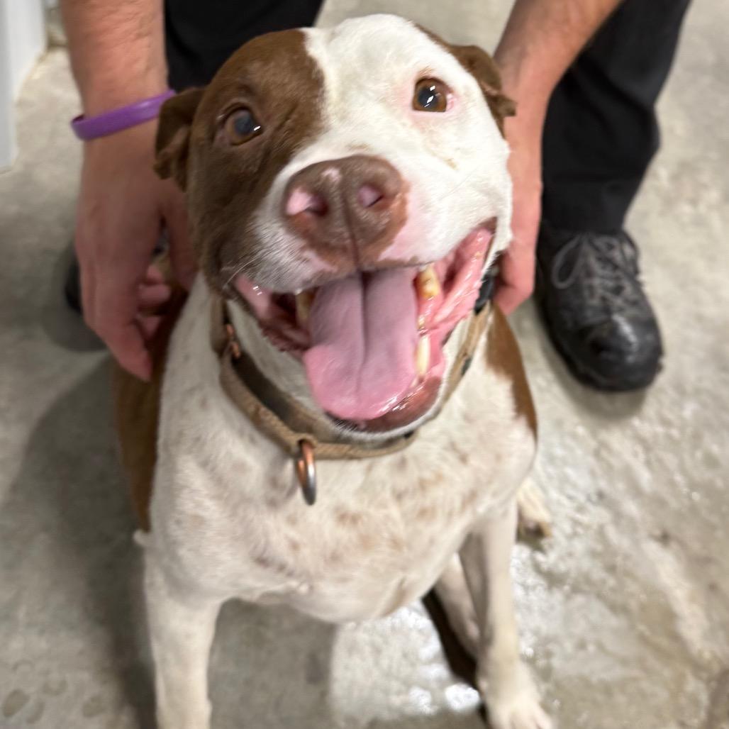 Enlarge Missy, a Adoptable Pit Bull Terrier in McPherson, KS image 1/2