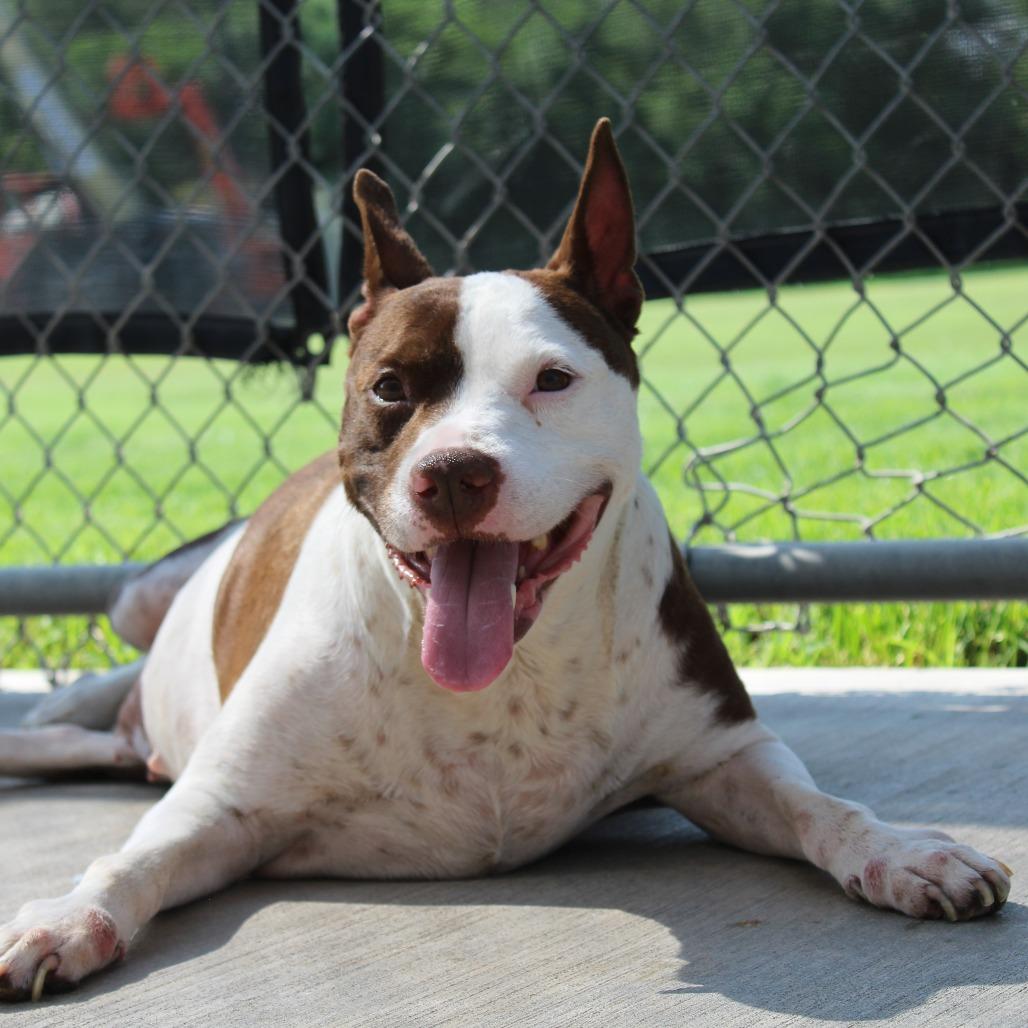 Missy, Adoptable, Senior Female Pit Bull Terrier.