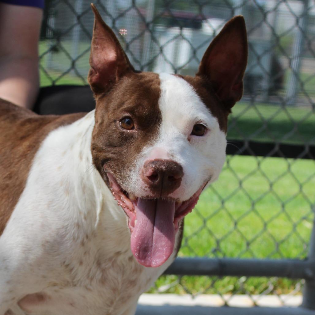 Enlarge Missy, a Adoptable Pit Bull Terrier in McPherson, KS image 2/2