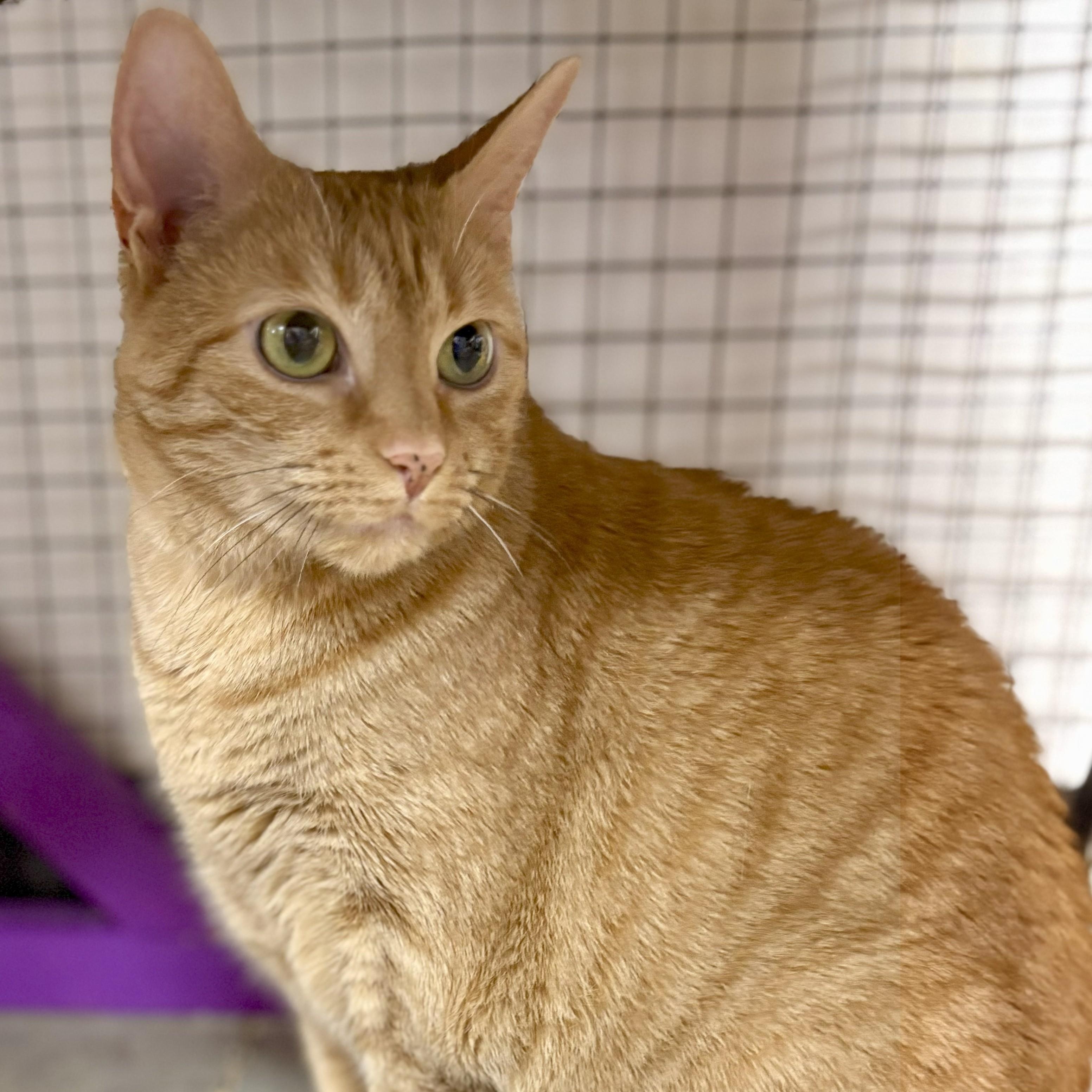 Sissy, Senior Female unknown