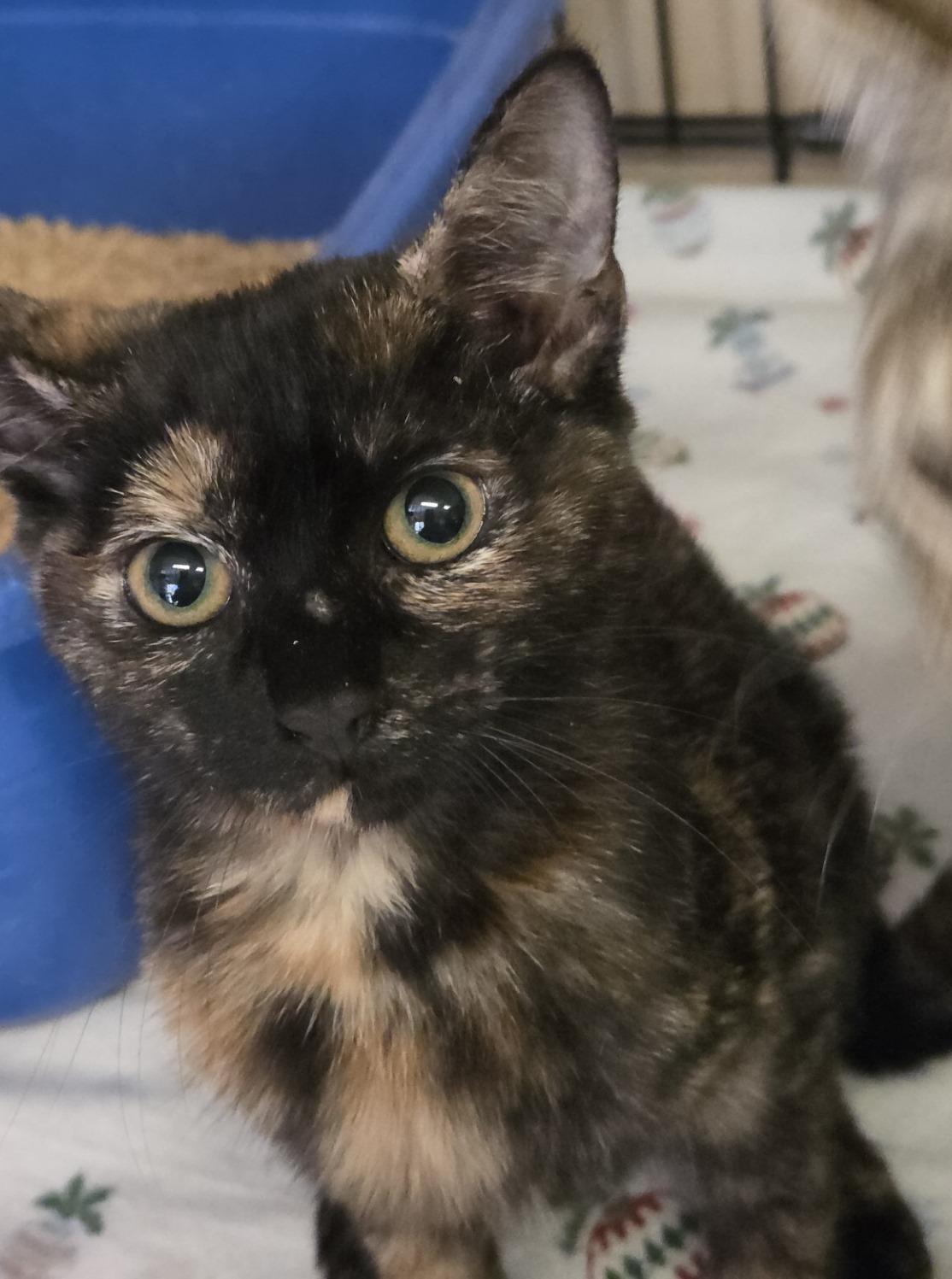 Fate , ADOPTABLE, Kitten Female Tortoiseshell.