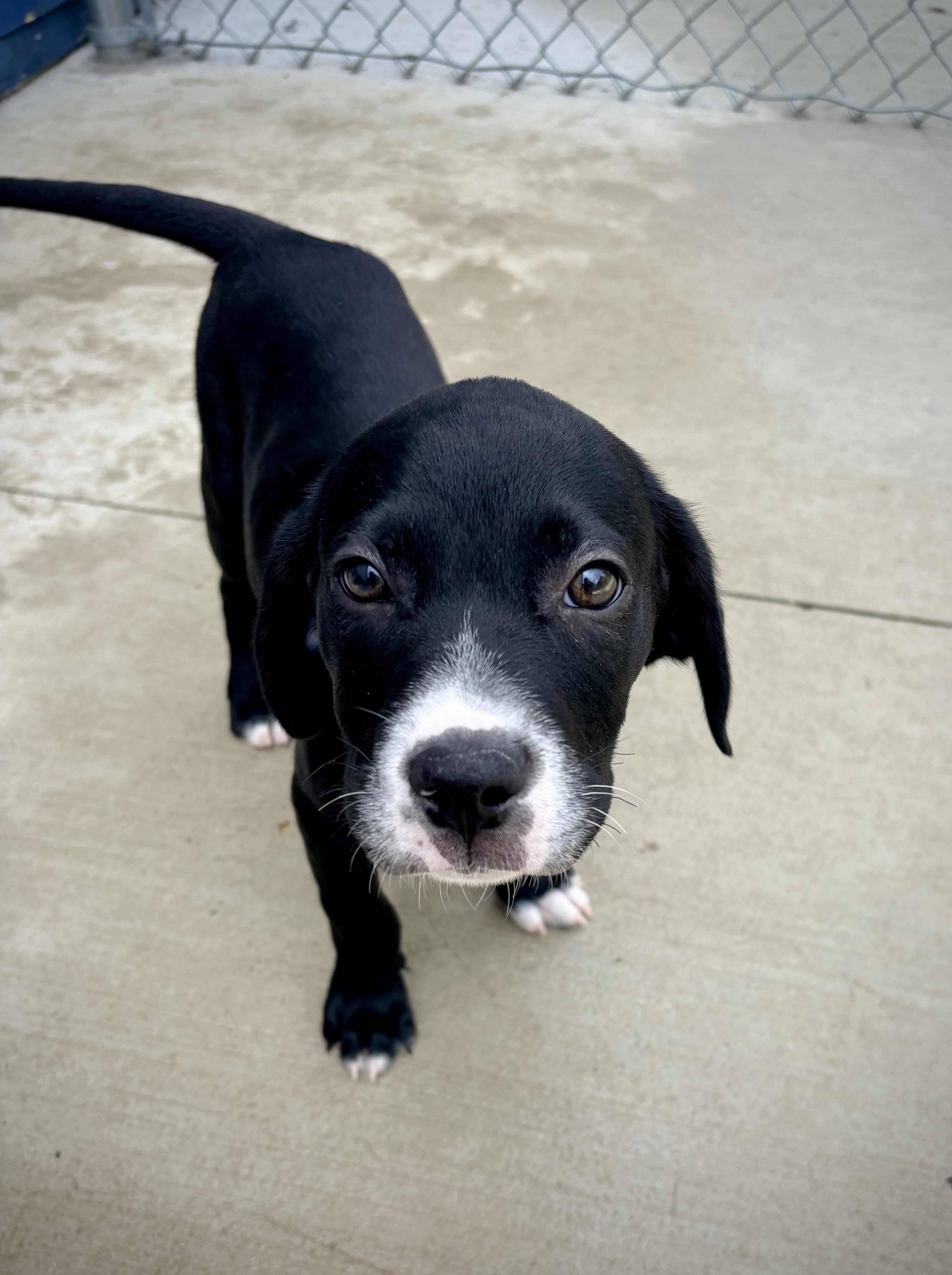Nate, an adoptable mixed breed in Kalamazoo, MI image 2/3