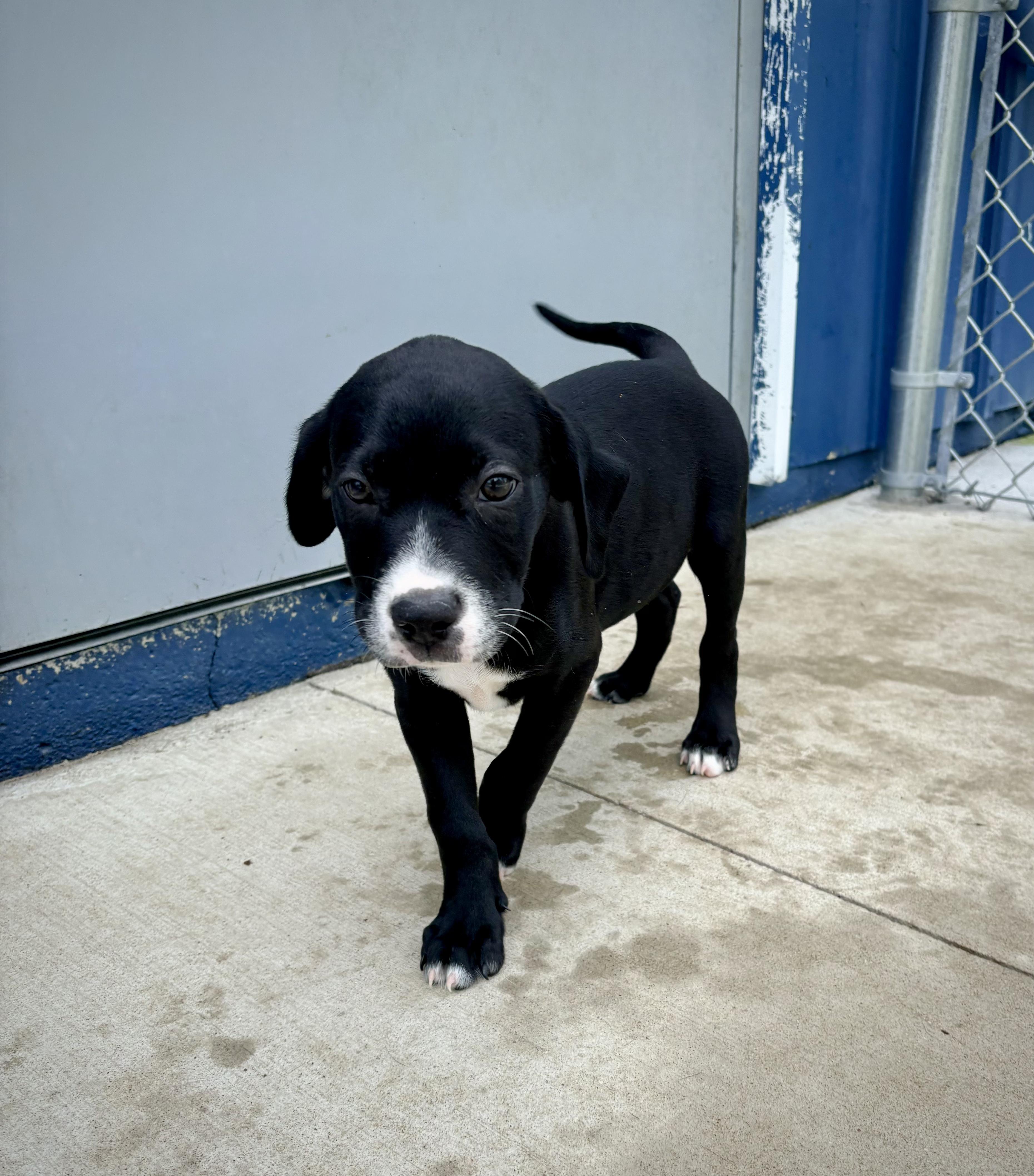 Nate, an adoptable mixed breed in Kalamazoo, MI image 3/3