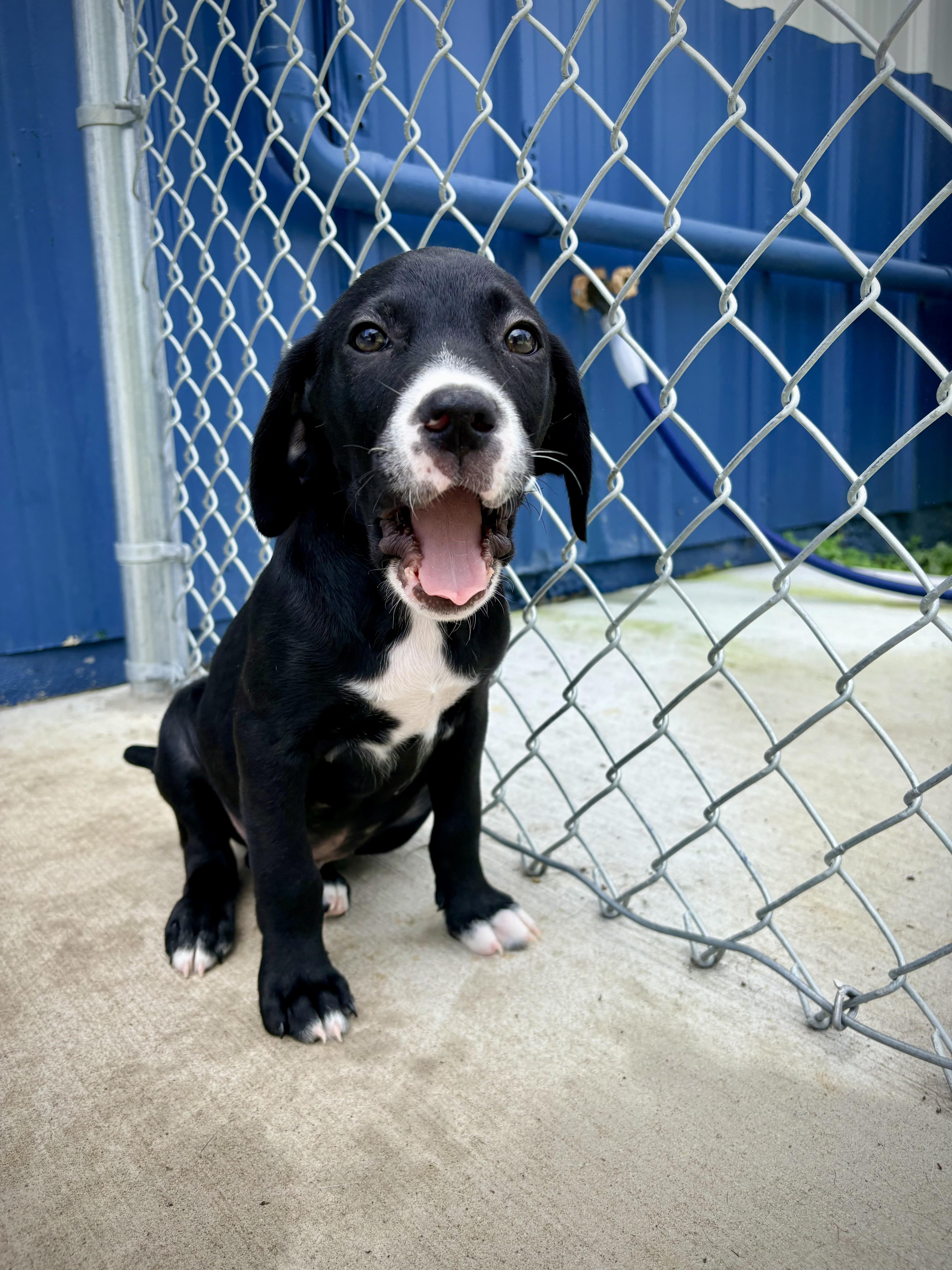 Nate, an adoptable mixed breed in Kalamazoo, MI image 1/3