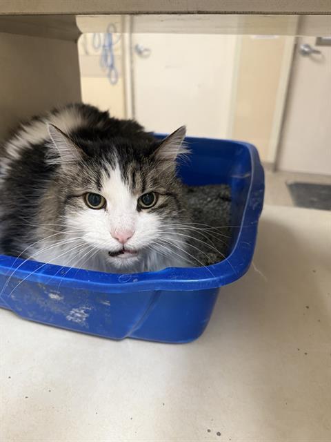 FLUFFY, Adoptable, Senior Male Domestic Long Hair.