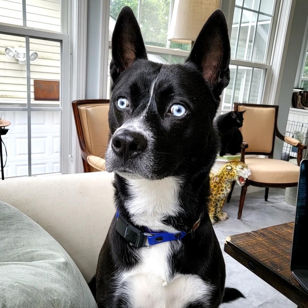 Enlarge Coosa, a Adoptable mixed breed in Beaufort, MO image 1/5