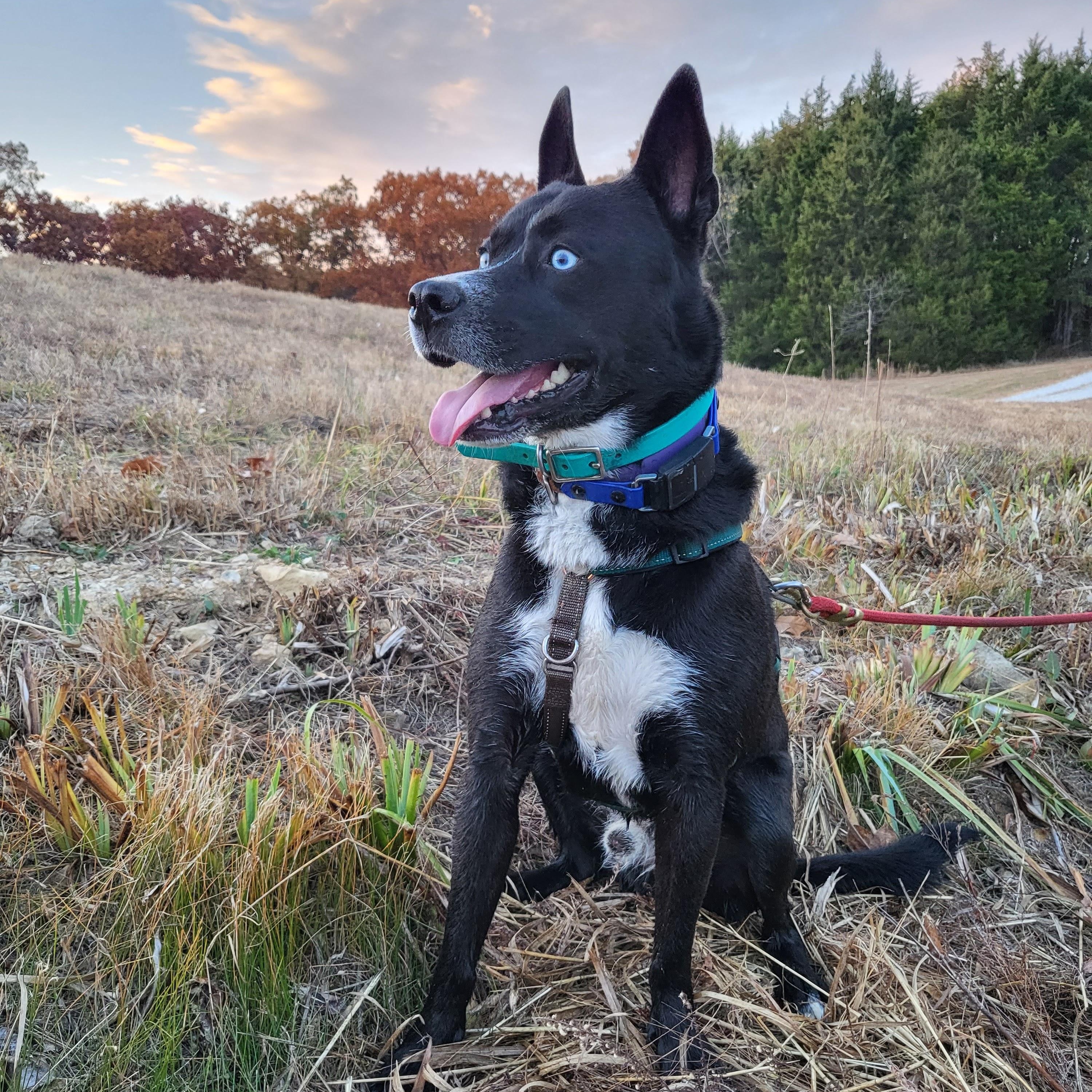 Enlarge Coosa, a Adoptable mixed breed in Beaufort, MO image 5/5