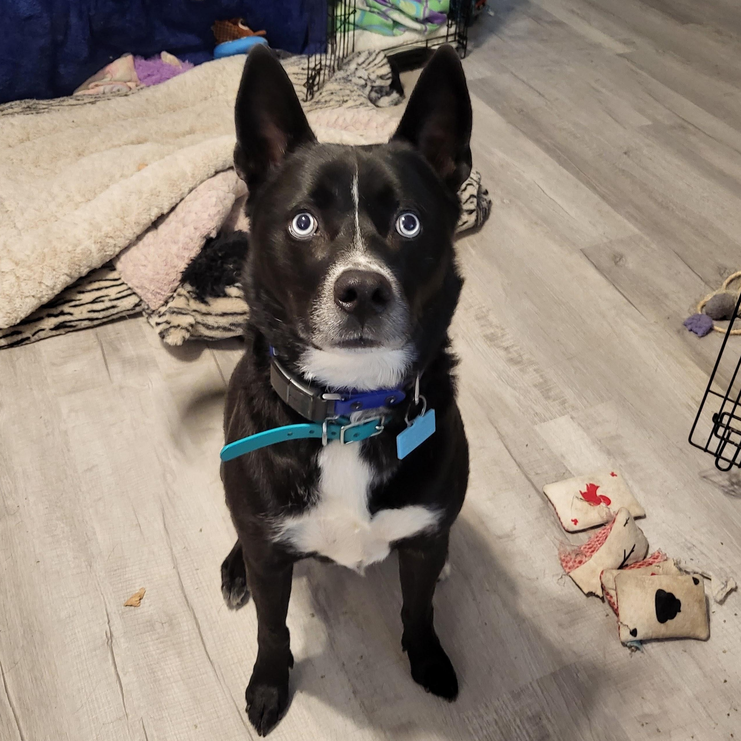 Enlarge Coosa, a Adoptable mixed breed in Beaufort, MO image 4/5