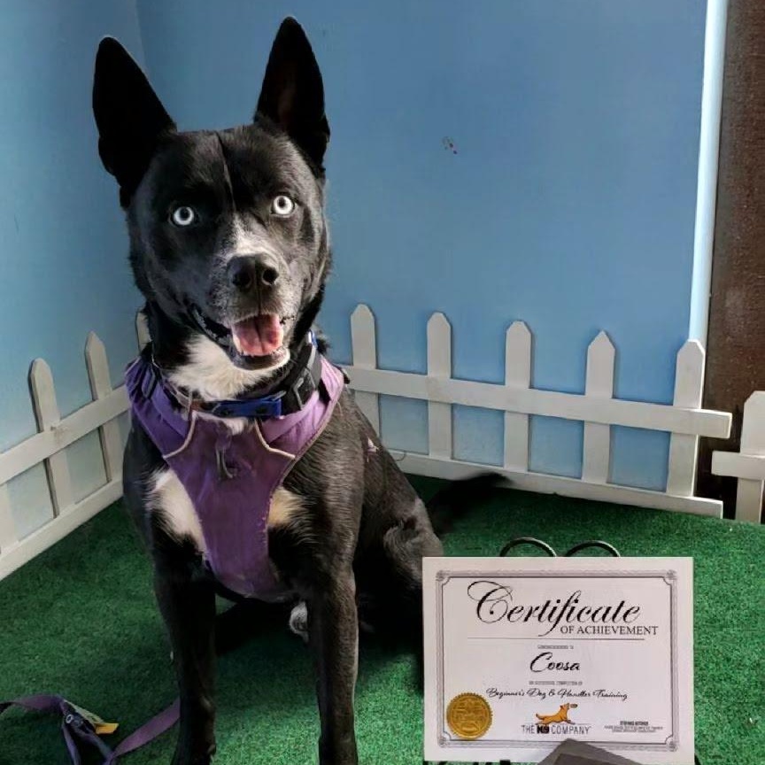 Enlarge Coosa, a Adoptable mixed breed in Beaufort, MO image 3/5