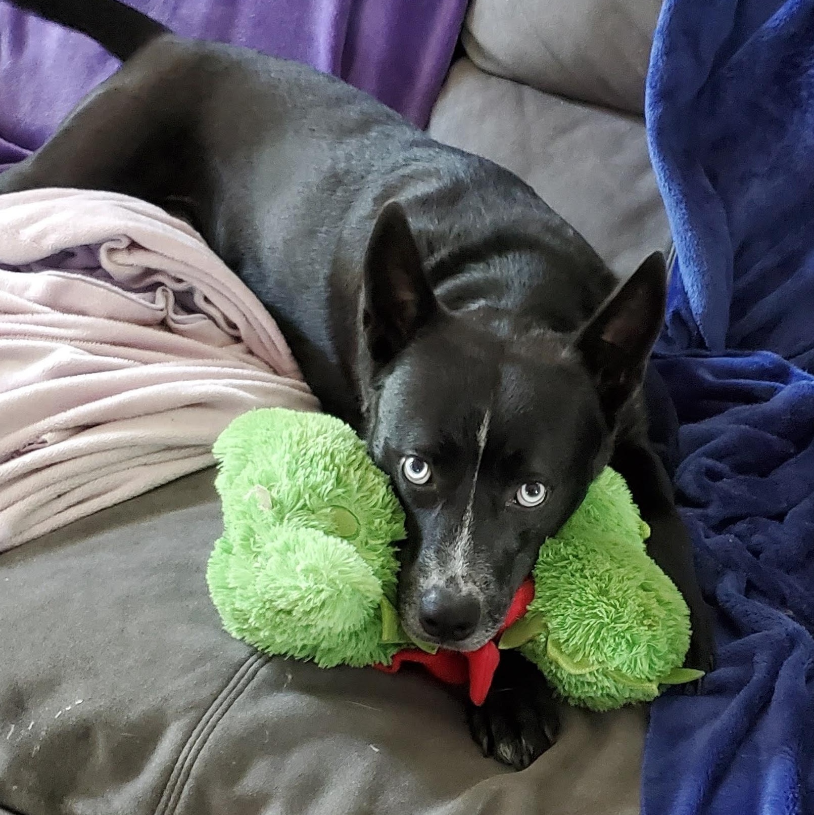 Enlarge Coosa, a Adoptable mixed breed in Beaufort, MO image 2/5