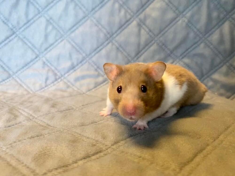 Enlarge Lloyd, a Adopted Hamster in Pasco, WA image 1/4