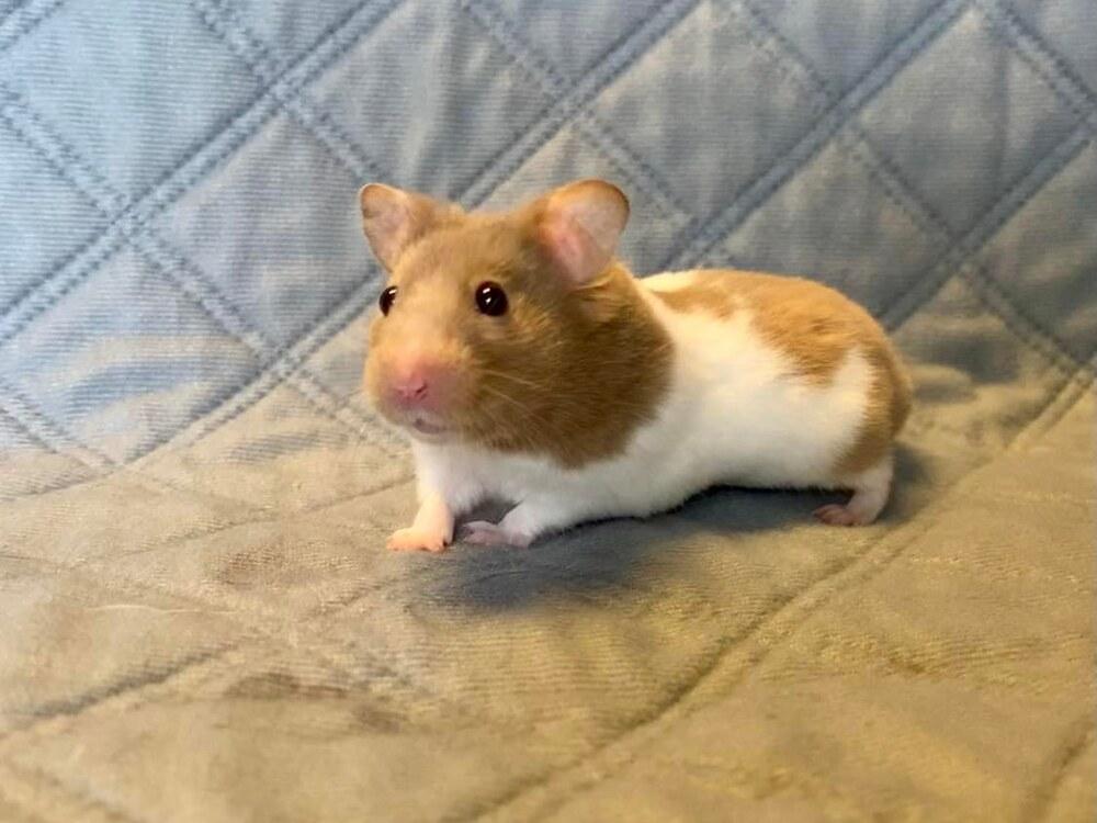Enlarge Lloyd, a Adopted Hamster in Pasco, WA image 2/4