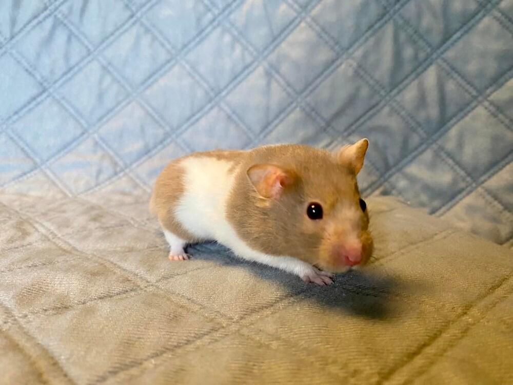 Enlarge Lloyd, a Adopted Hamster in Pasco, WA image 3/4