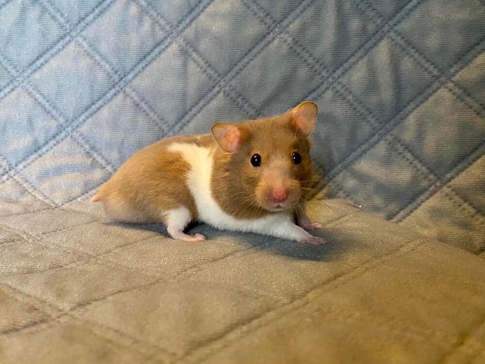 Enlarge Lloyd, a Adopted Hamster in Pasco, WA image 4/4