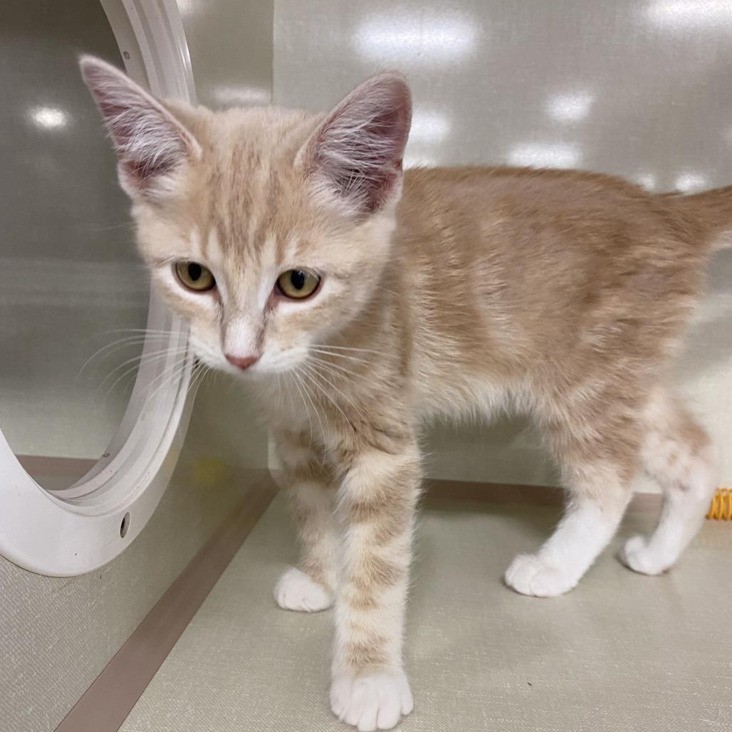 Bam Margara, Adoptable, Kitten Male Domestic Short Hair.