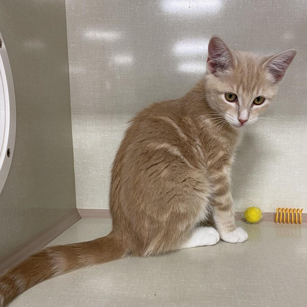 Enlarge Bam Margara, a Adoptable Domestic Short Hair in St. Paul, MN image 2/5