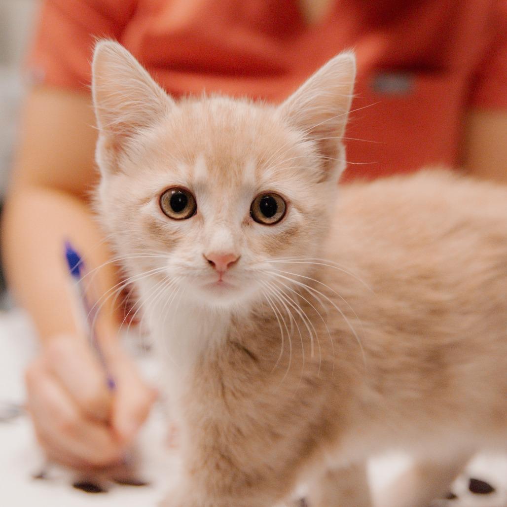 Enlarge Bam Margara, a Adoptable Domestic Short Hair in St. Paul, MN image 3/5