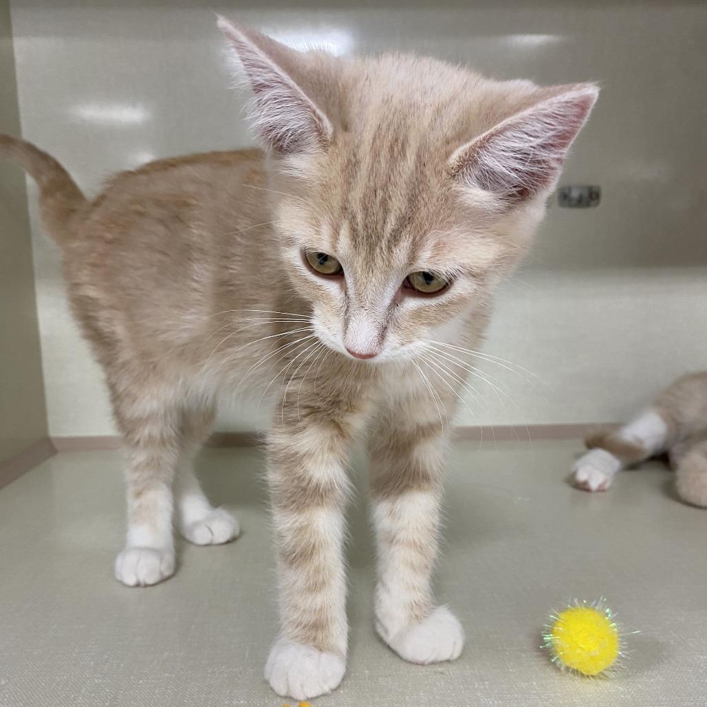 Enlarge Bam Margara, a Adoptable Domestic Short Hair in St. Paul, MN image 4/5