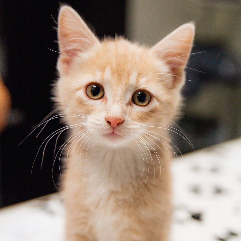 Enlarge Bam Margara, a Adoptable Domestic Short Hair in St. Paul, MN image 5/5