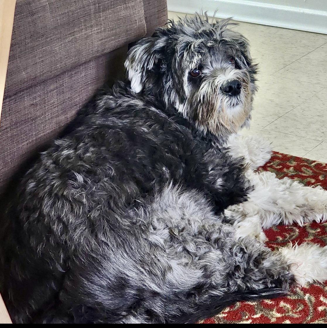 TITAN, Adopted, Adult Male Shih Tzu & Border Collie.