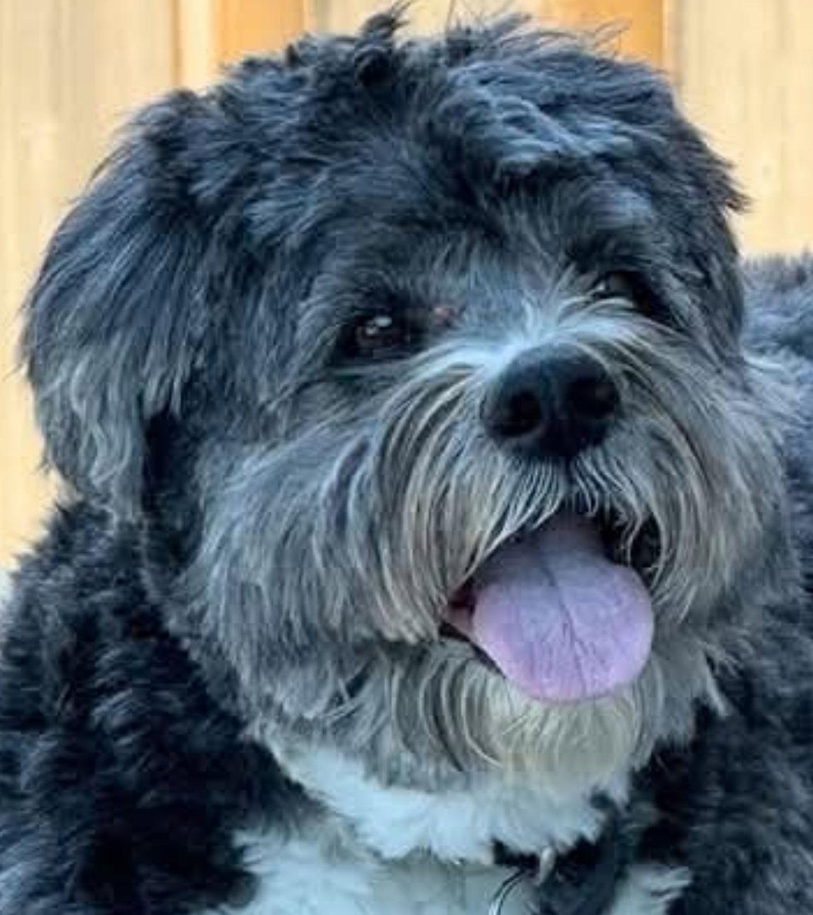 TITAN, a Adopted mixed breed in Minesing, ON image 2/3
