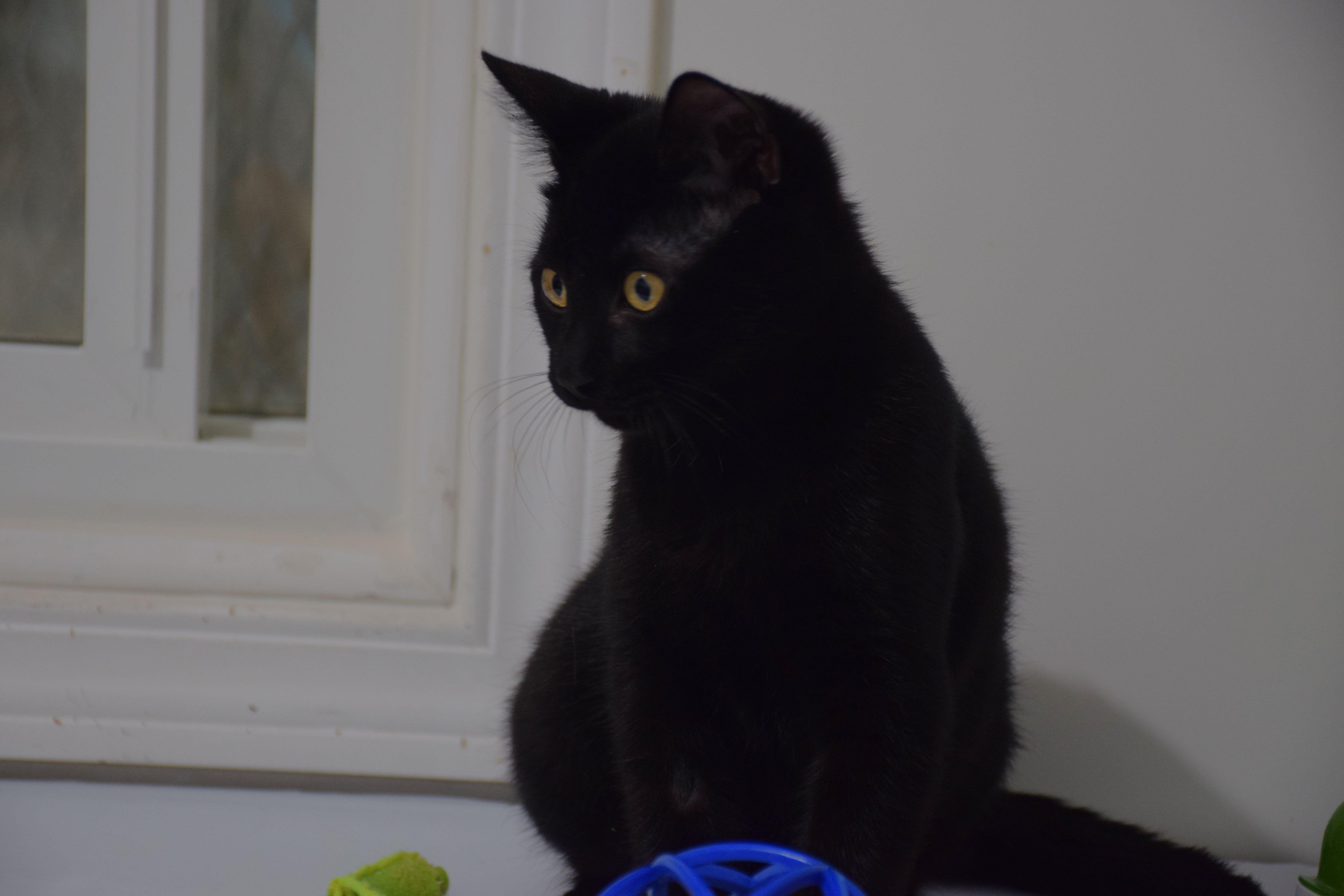 Onyx, a ADOPTABLE Domestic Short Hair in Claresholm, AB image 2/2