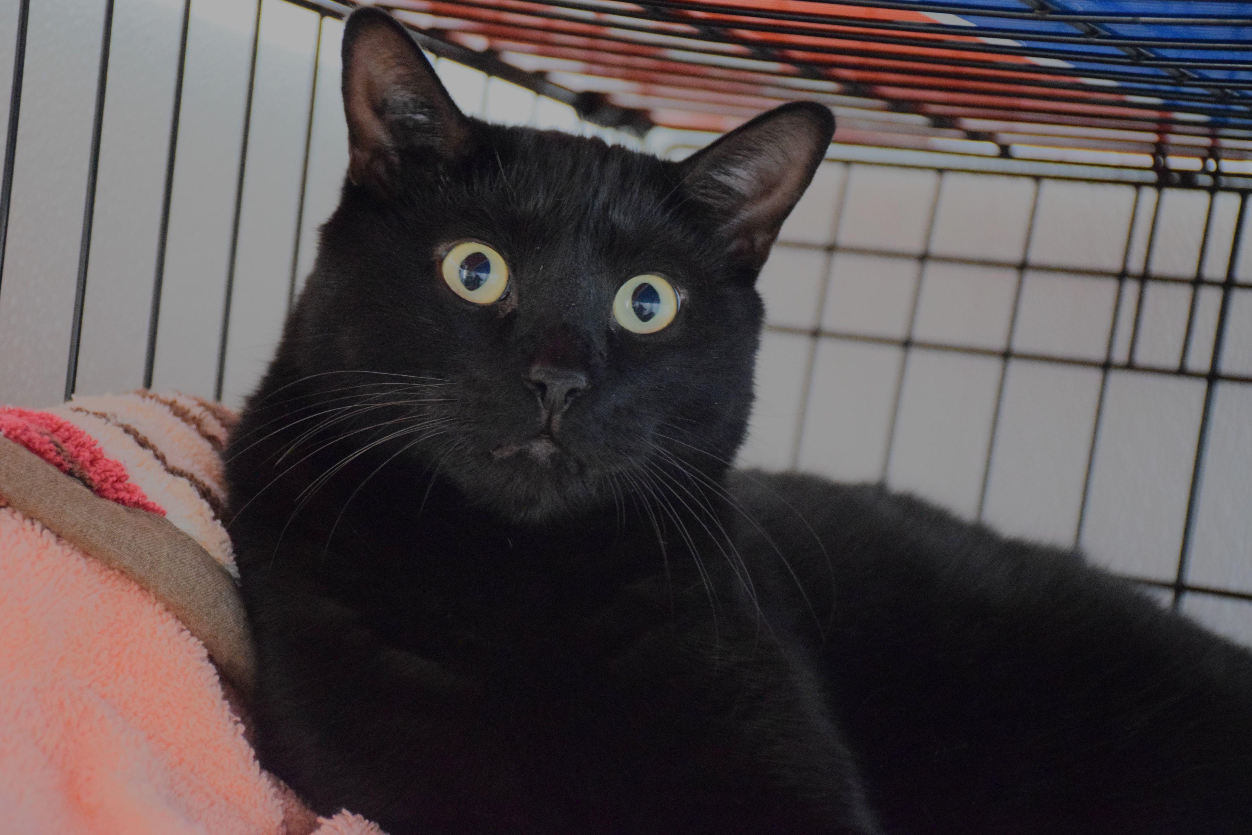 Onyx, ADOPTABLE, Adult Male Domestic Short Hair.